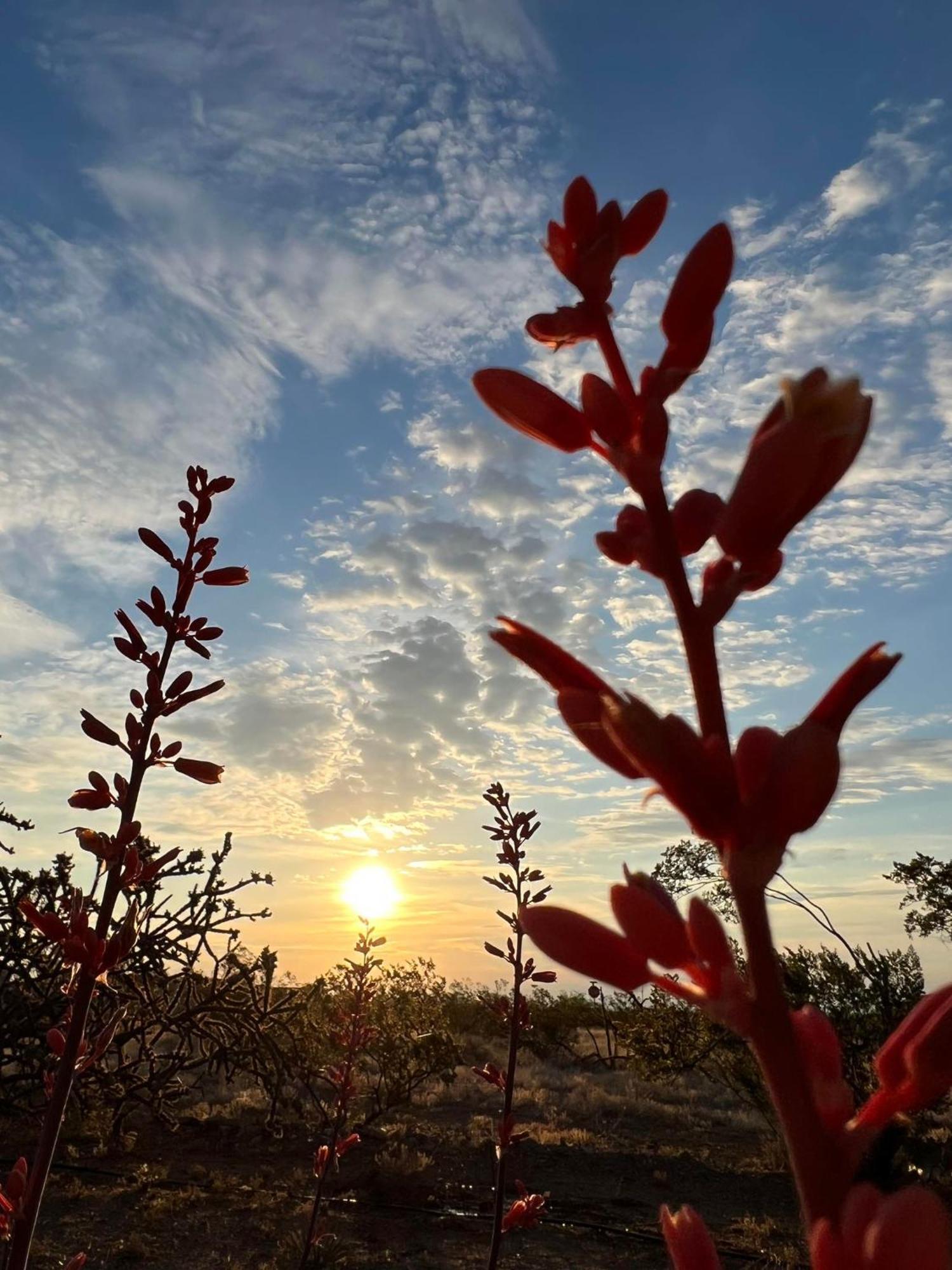 Hole In The Wall Getaway - Usa Mexico Border Bed And Breakfast Columbus 外观 照片