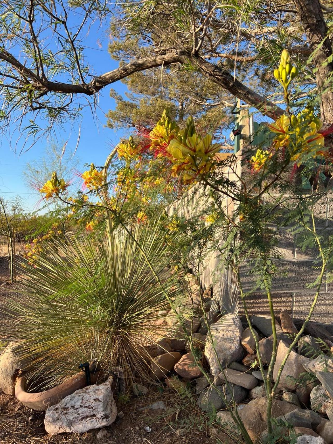 Hole In The Wall Getaway - Usa Mexico Border Bed And Breakfast Columbus 外观 照片