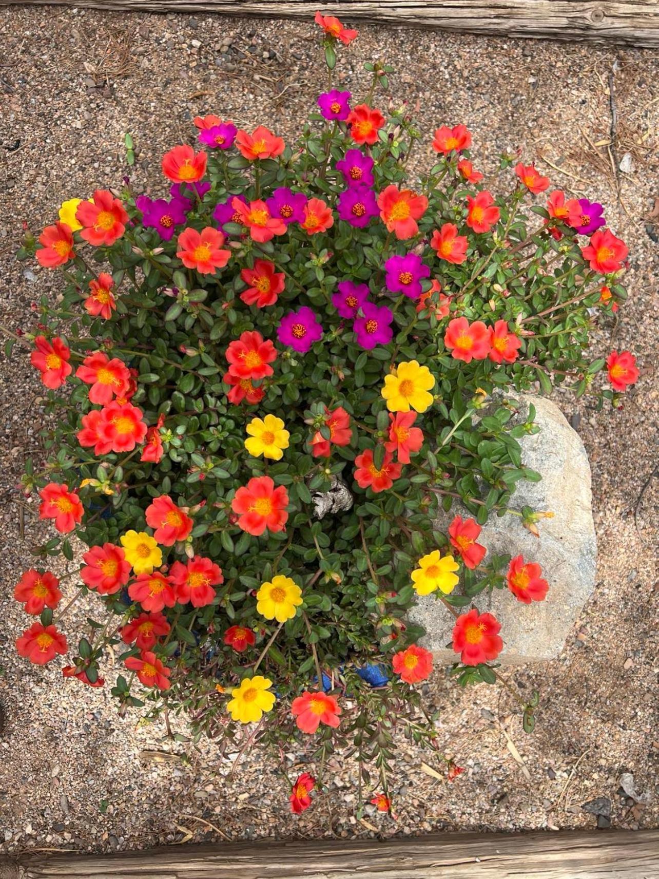 Hole In The Wall Getaway - Usa Mexico Border Bed And Breakfast Columbus 外观 照片